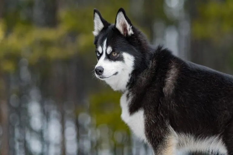 Pomsky Husky med tvåfärgade ögon tittar ut i skogen