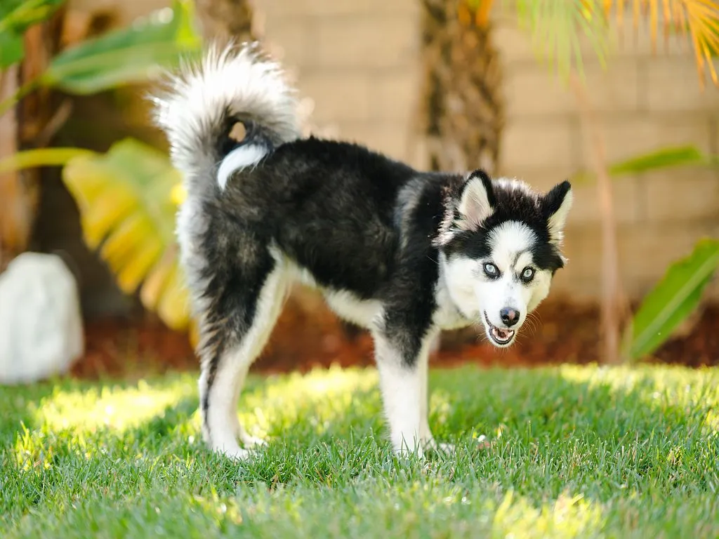 Pomsky valp på gräset