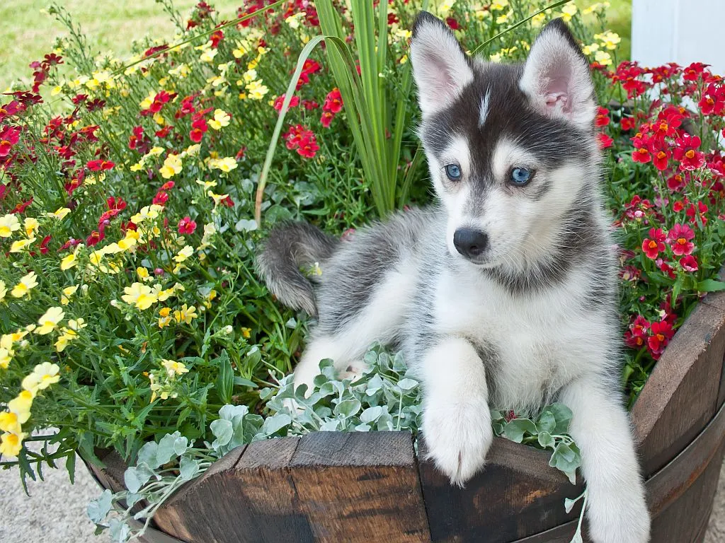 Söt Pomsky-valp som ligger i en hink med blommor