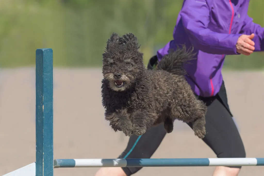 Pumi hoppar över ett hinder för agility