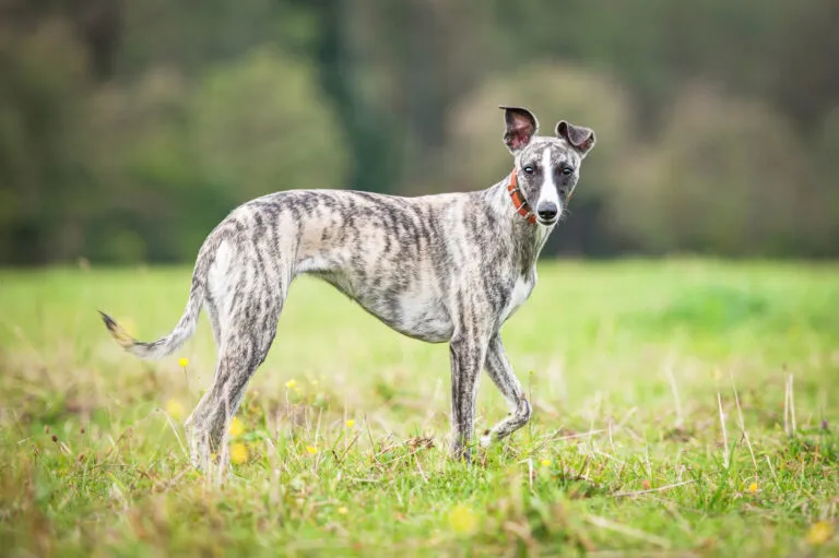Whippet är en sportig följeslagare för alla tillfällen
