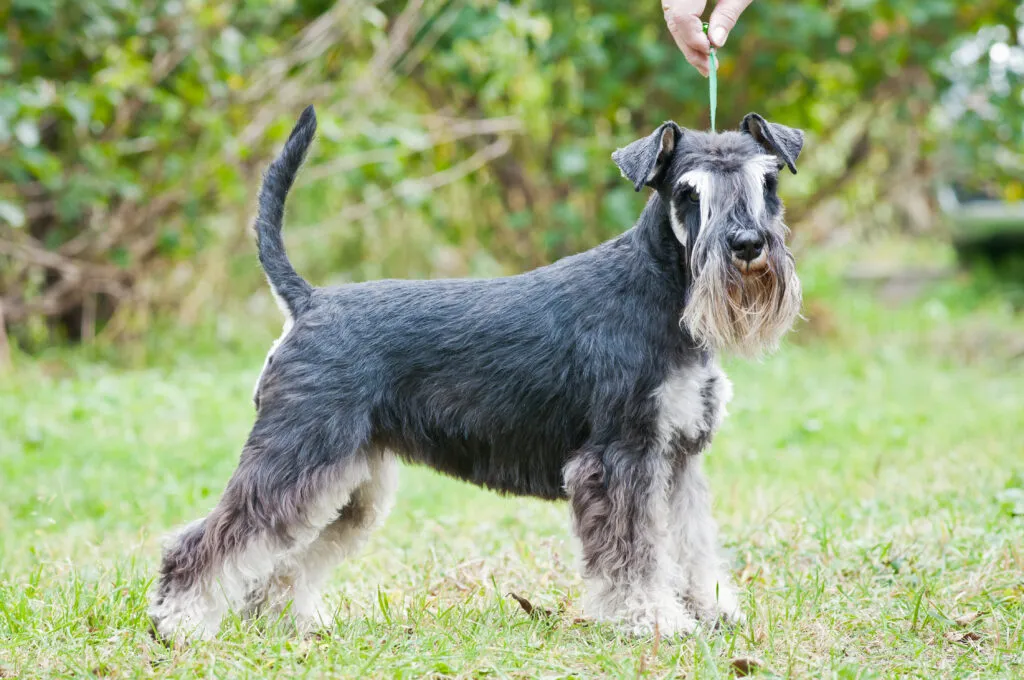 Miniatyrschnauzer står sommartid i ställ i utställningsställ