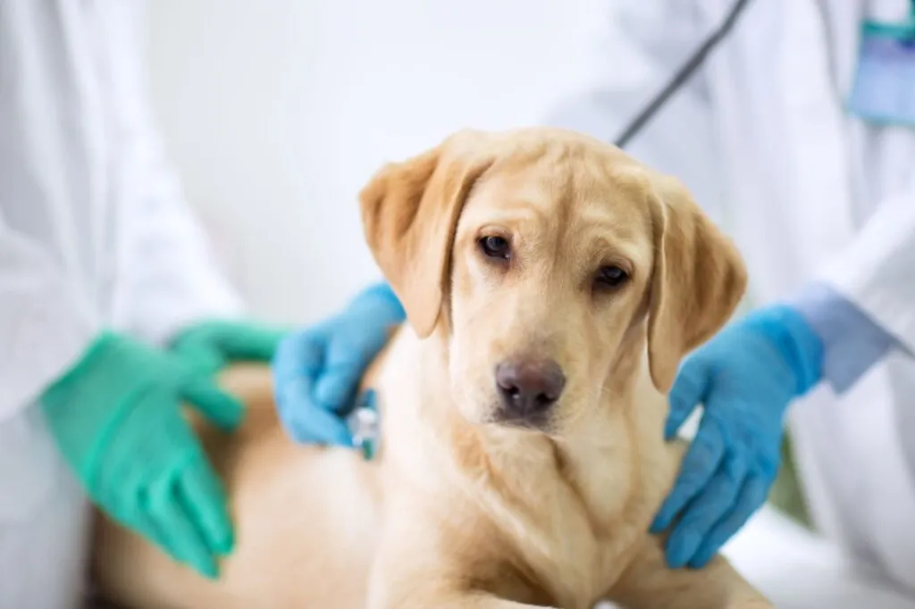 Veterinären kan upptäcka förstärkta andningsljud