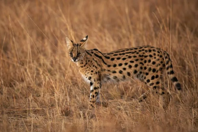 Servalen är en afrikansk stor katt med gulaktig päls och svarta fläckar