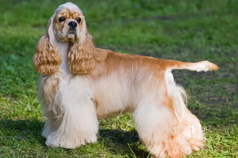 Den amerikanska cockerspanieln är mycket människoorienterad