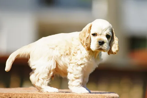 Den amerikanska cockerspanieln är den minsta av spanielraserna