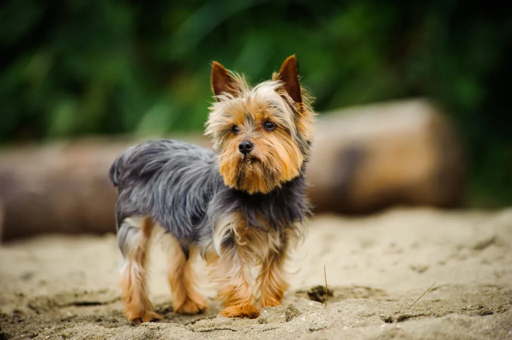 Yorkshire Terrier hund utomhusporträtt på stranden