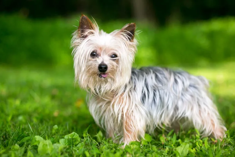 En söt Yorkshire Terrier-hund som sträcker ut tungan