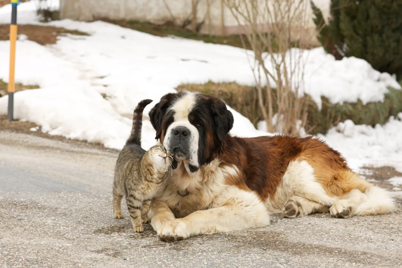 Vänlig och godmodig hund som visar ett lugnt och tillgivande uttryck