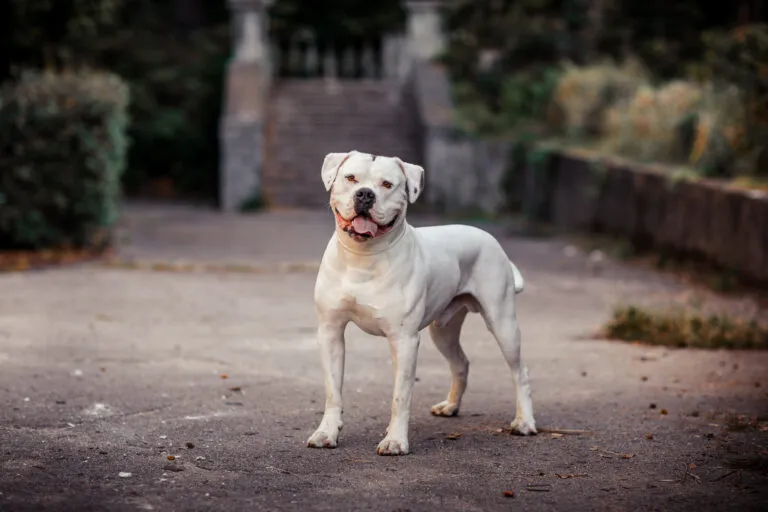 Amerikansk bulldogg som är lojal, skyddande och aktiv familjehund