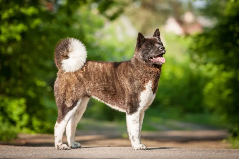 American Akita som visar sitt lojala och kärleksfulla temperament tillsammans med sin ägare