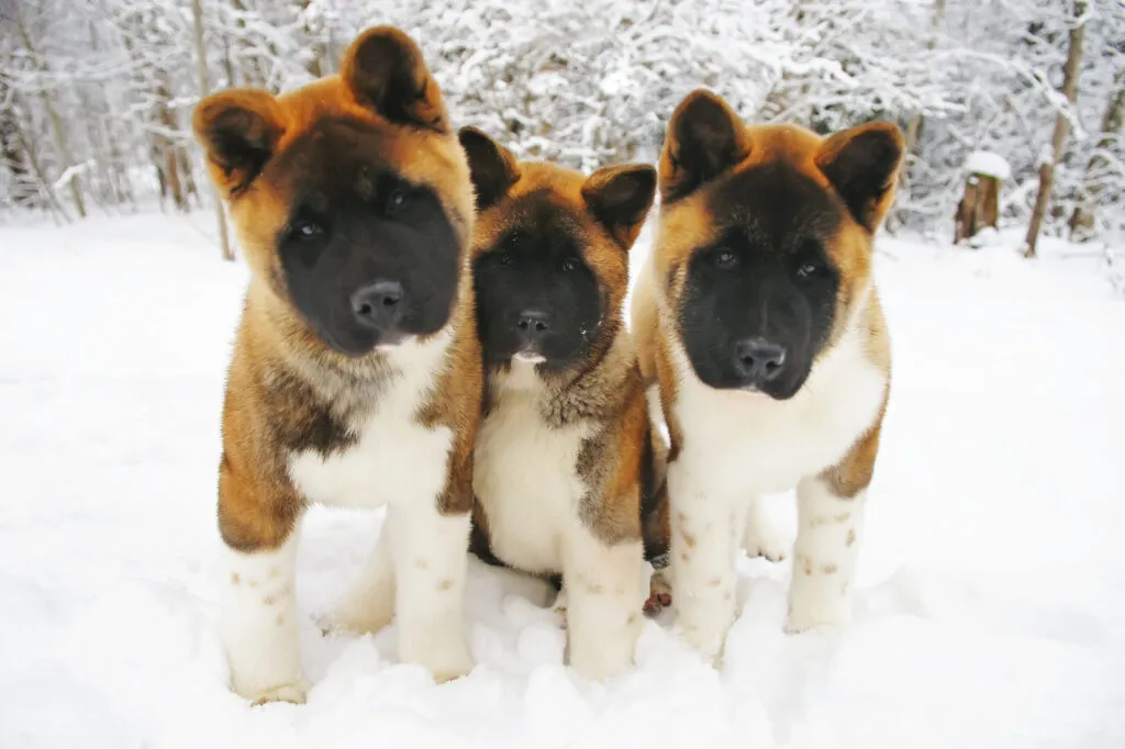 American Akita i olika färger visar rasens mångsidiga utseende