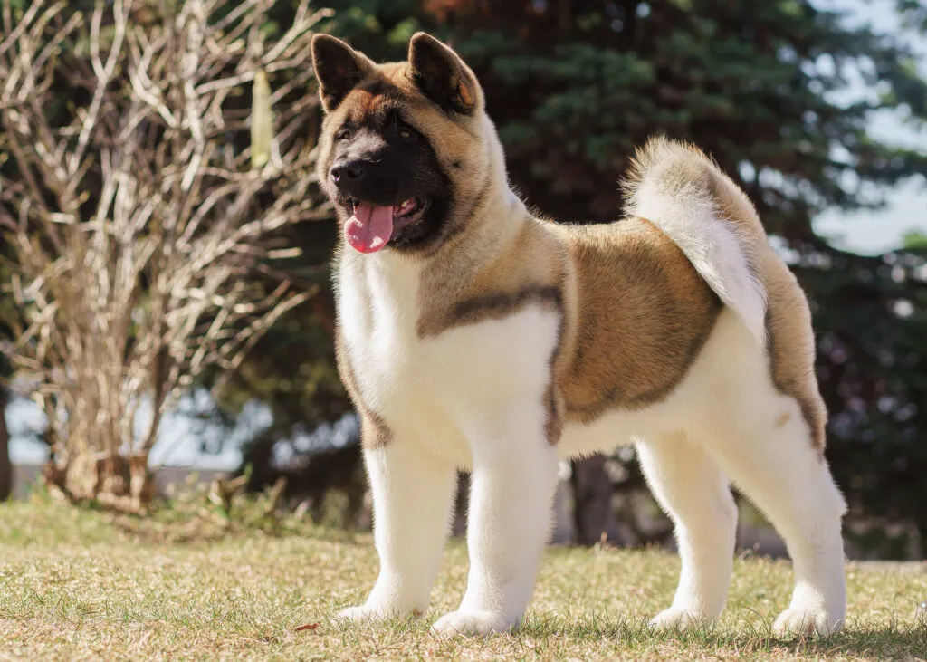 Valp av American Akita som symboliserar det viktiga beslutet innan köp