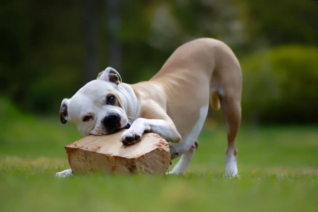 American Bulldog som tränar och deltar i hundsport