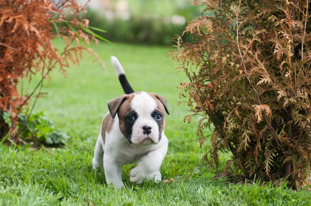American Bulldog med historiska rötter som gårds- och vakthund
