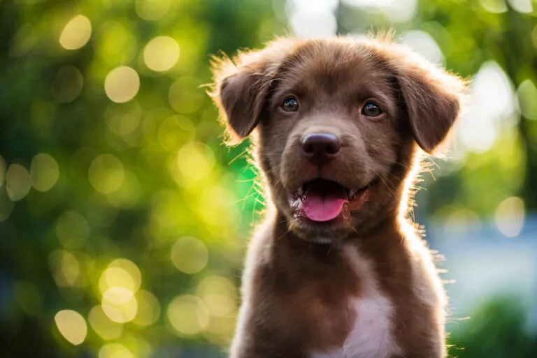 Hundägare funderar på namn till sin nya hund