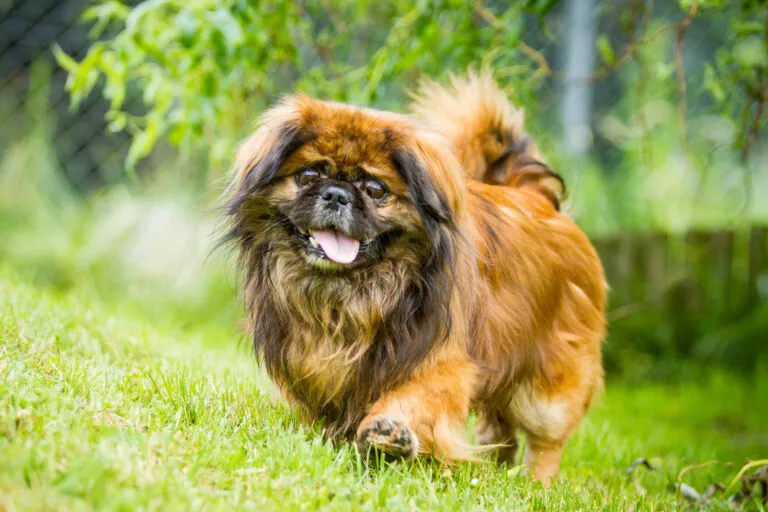 Liten och lurvig pekingese med karakteristiskt utseende och kompakt kropp