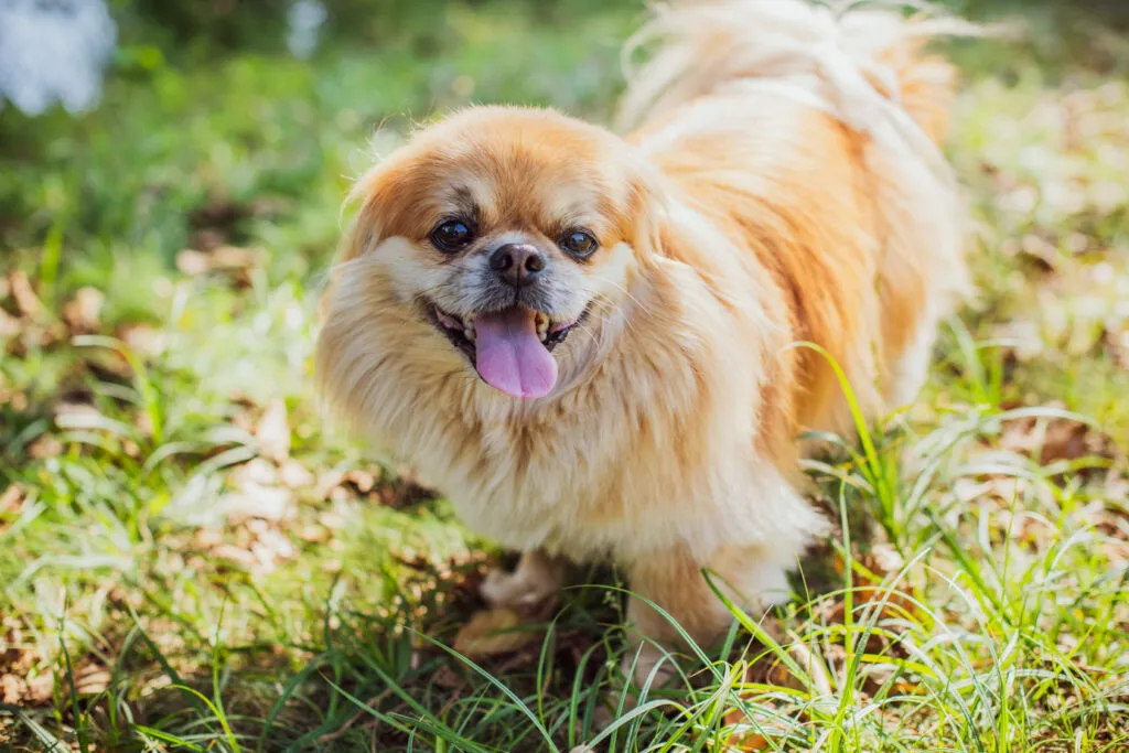 Pekingese med älskvärt utseende men självständig personlighet som kräver konsekvent uppfostran