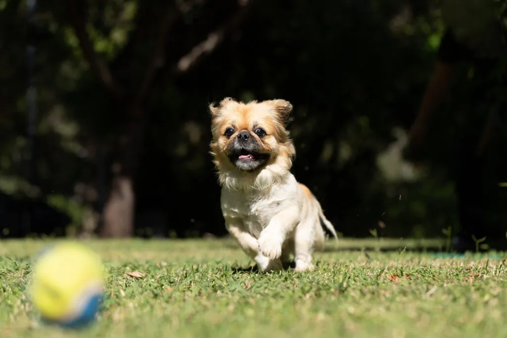 Lugn pekingese som njuter av en stillsam stund men behöver också lite daglig aktivitet