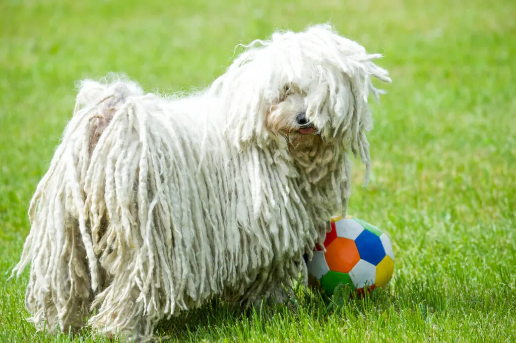 Puli i profil med lurvig päls, historisk vallhund med ursprung i Ungern och släktskap med komondor och tibetansk terrier