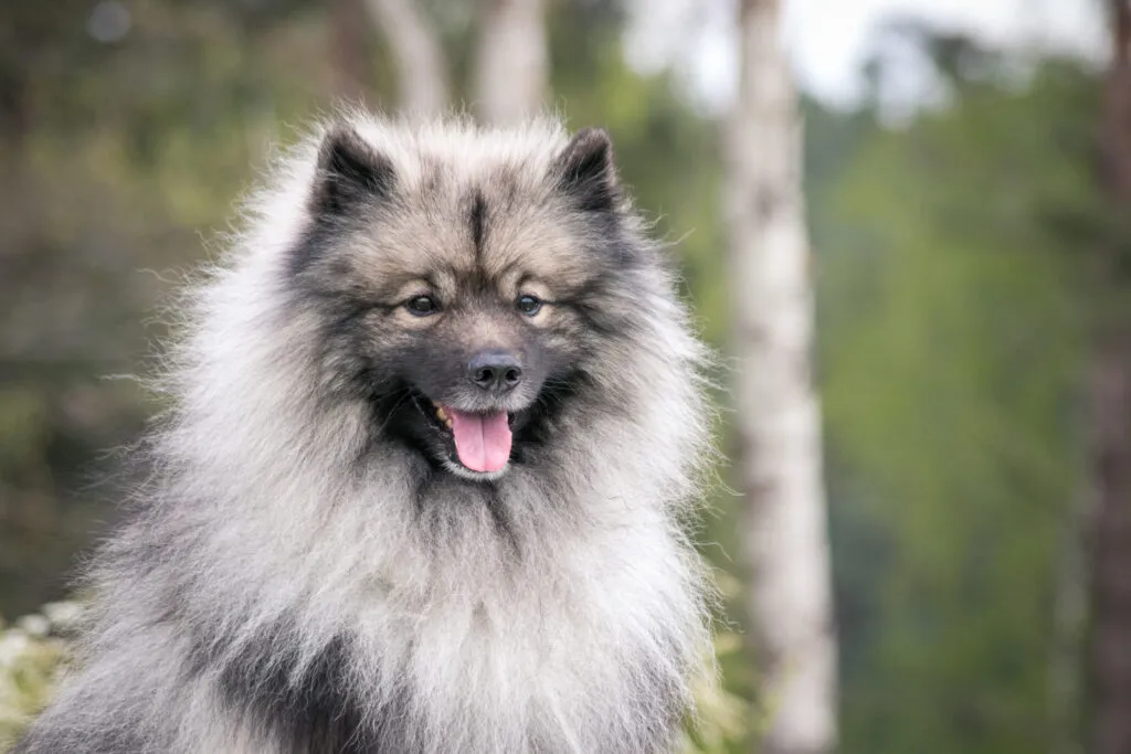 Närgången keeshond som söker kontakt med sin ägare, tydligt lojal och vaksam i hemmiljö