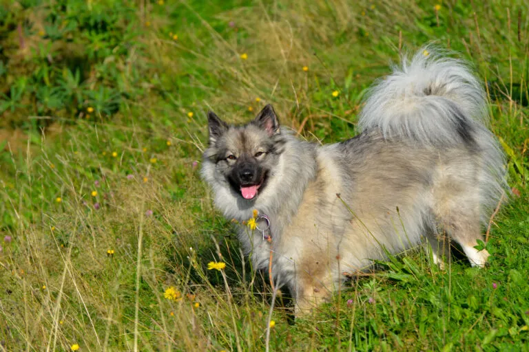 Keeshond med silvergrå päls och svart man, buskig svans buren över ryggen, ser uppmärksam ut i profil