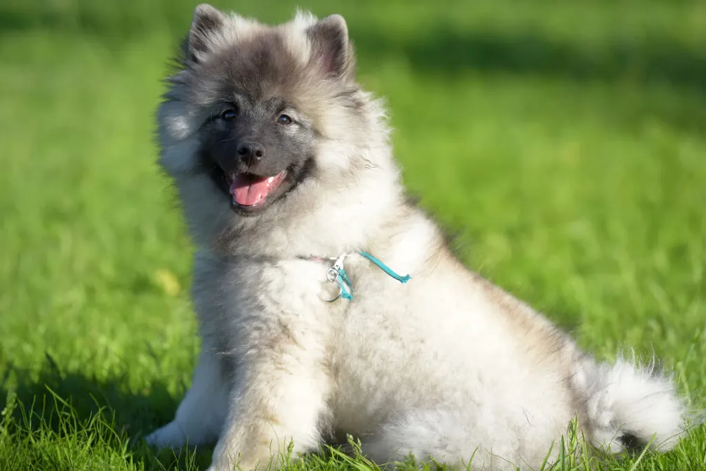 Keeshond med välvårdad päls, borstning av pälsen en gång i veckan för att hålla pälsen frisk och tovfri