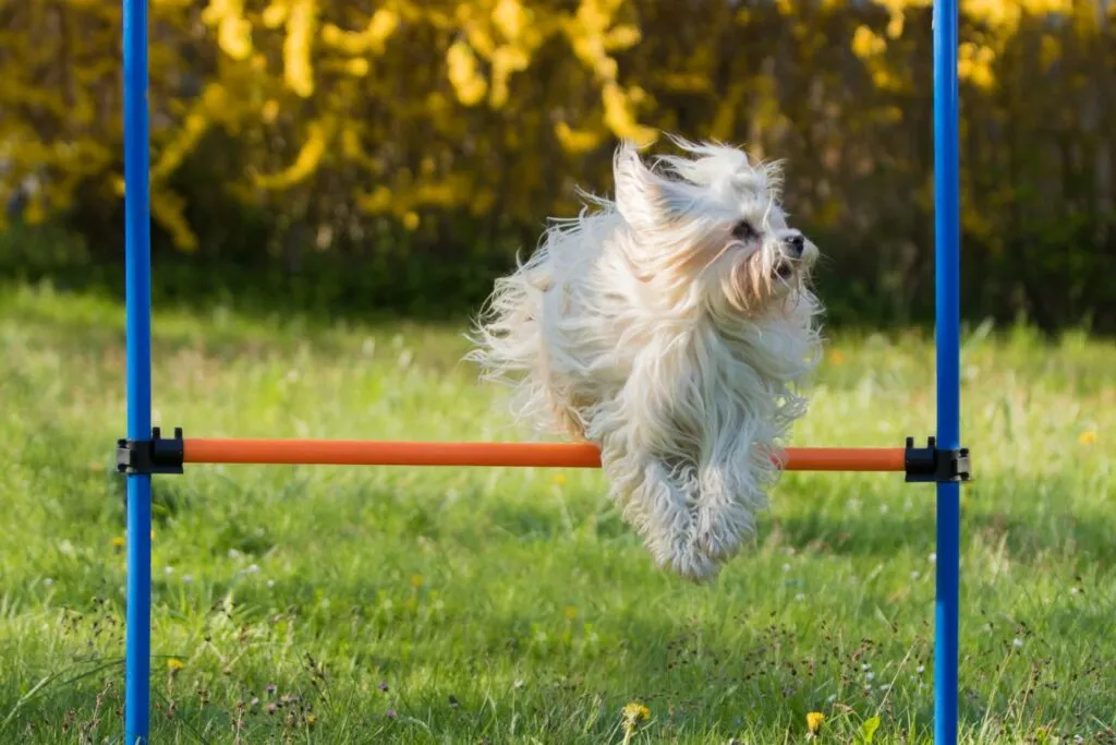 Bichon havanais som tränar agility