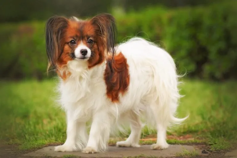 Kontinental dvärgspaniel som familjehund