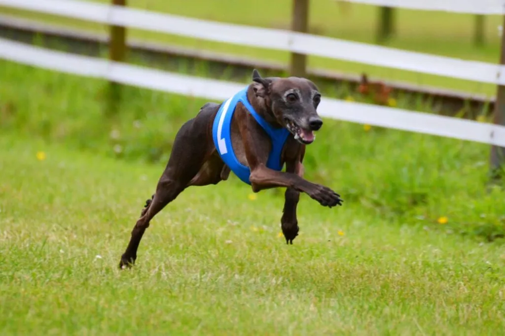 Italiensk vinthund som tränar kapplöpning och hundsport för fysisk aktivitet