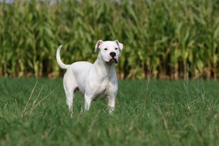 Dogo argentino som gör ett mäktigt intryck