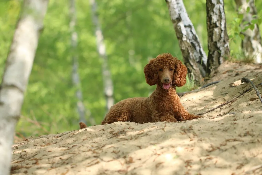 Pudel som älskar naturen, ett bra alternativ till bernedoodle