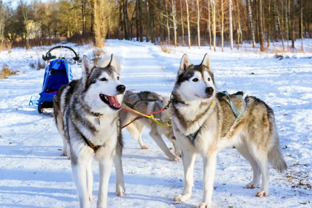 Siberian husky i flock, social och samarbetsvillig