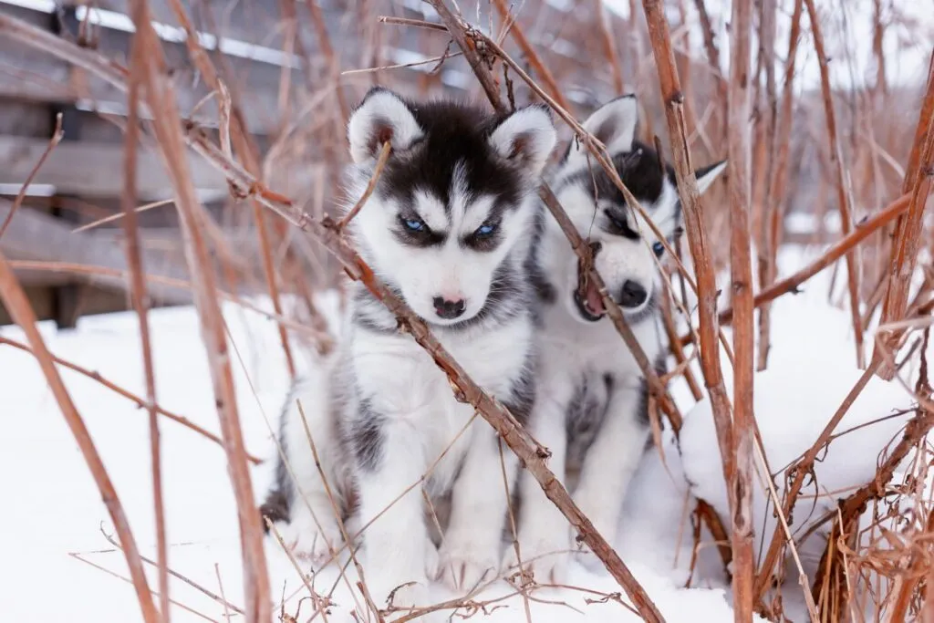 Huskyvalpar som växer upp lugnt och tryggt