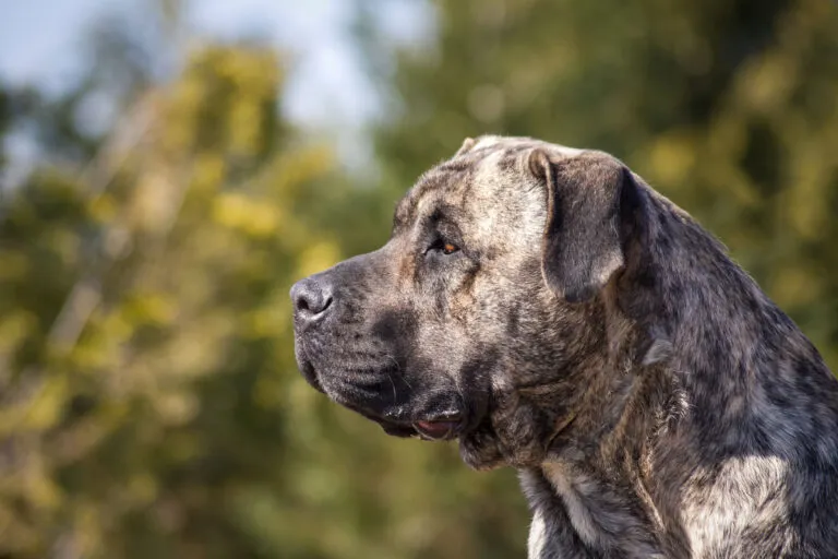 Presa canario med massivt fyrkantigt huvud