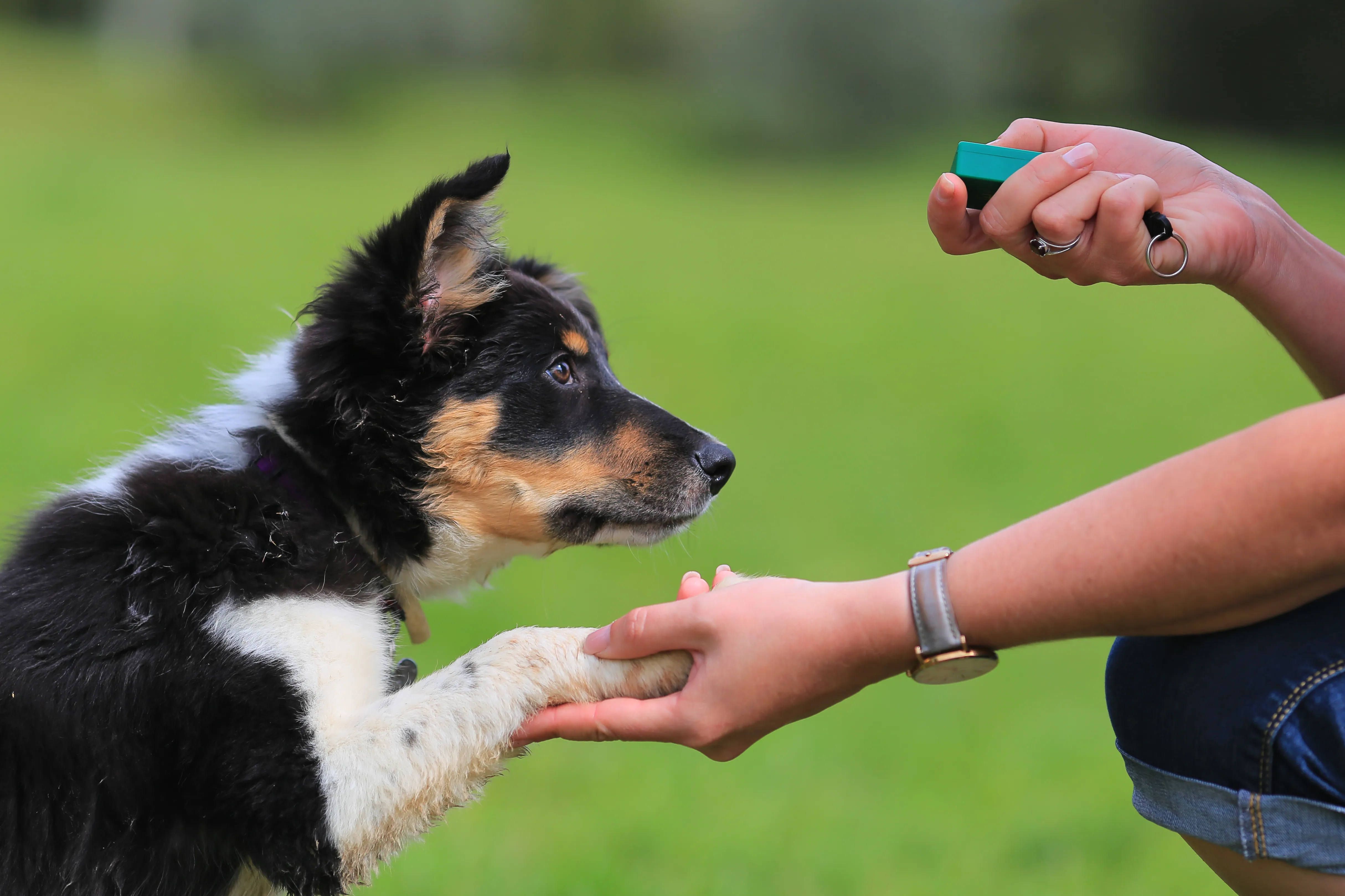Border collie som tränas och samarbetar