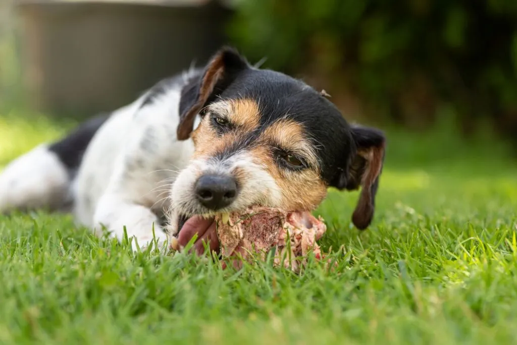 Hundfoder med kött från strupe och hals kan påverka sköldkörteln