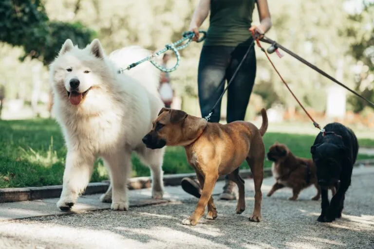 Hund med hundvakt som tar hand om den