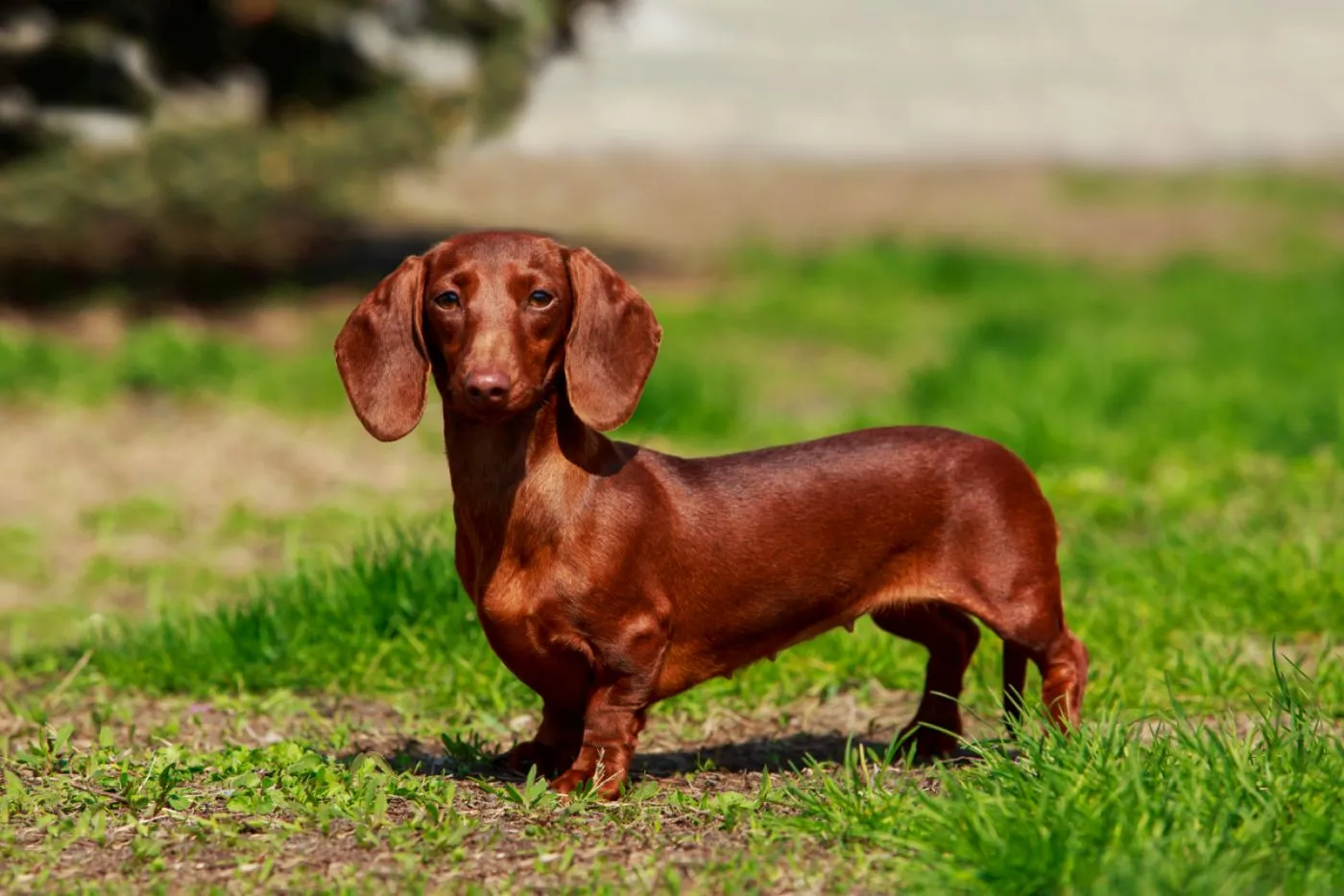 Tax Dachshund Teckel Tr ning H lsa K p Zooplus Magazine Tax Dachshund Teckel Tr ning H lsa K p Zooplus Magazine