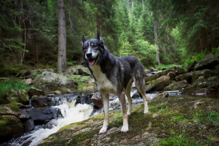 Alaskan husky som skiljer sig från typisk husky