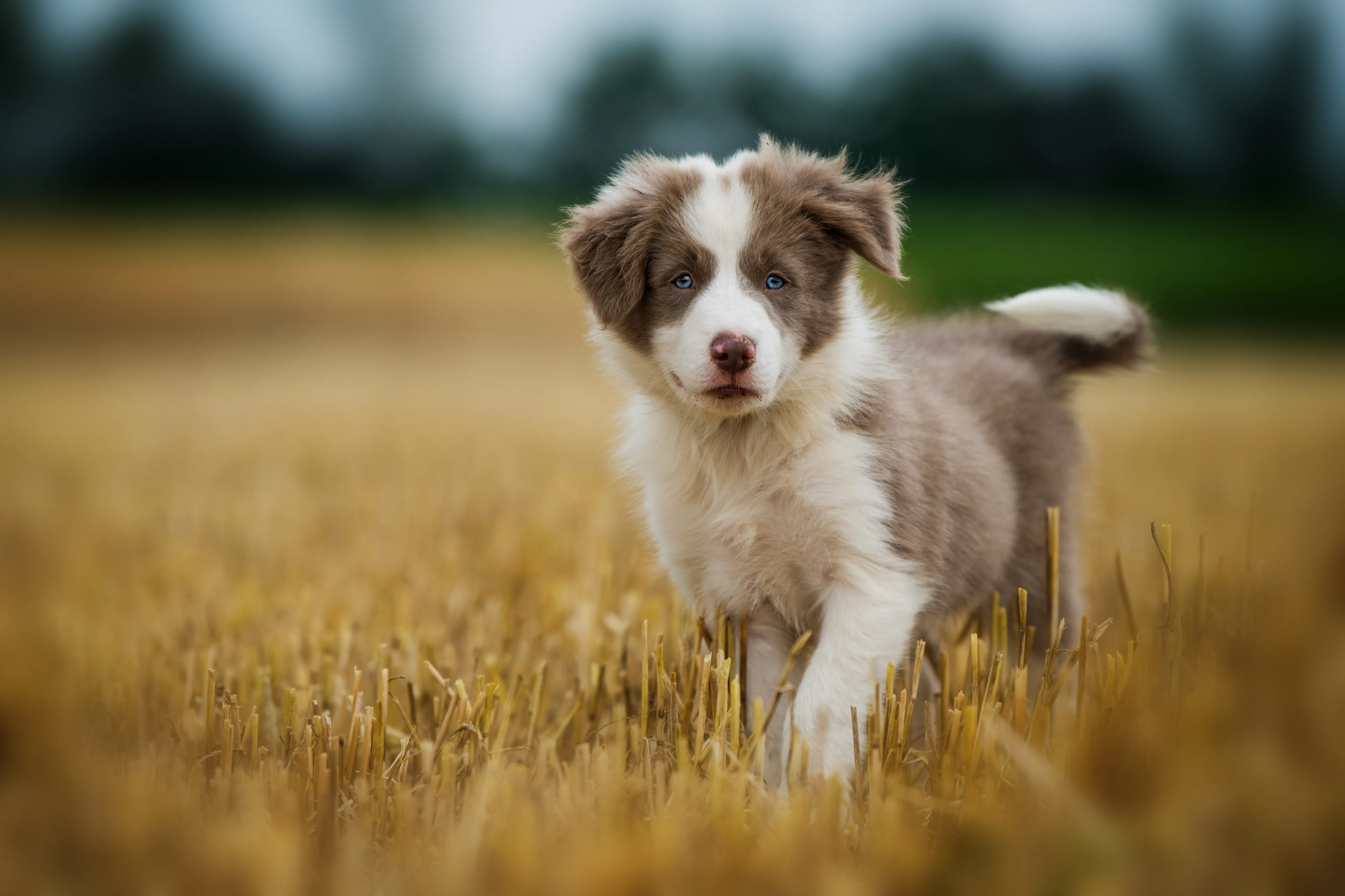 Ung border collie med blå ögon
