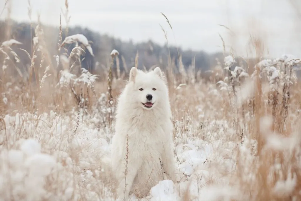 Samojedhund med tjock päls i vintermiljö