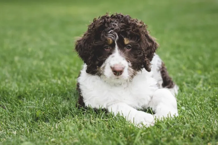 Bernedoodle på promenad i naturen som älskar äventyr