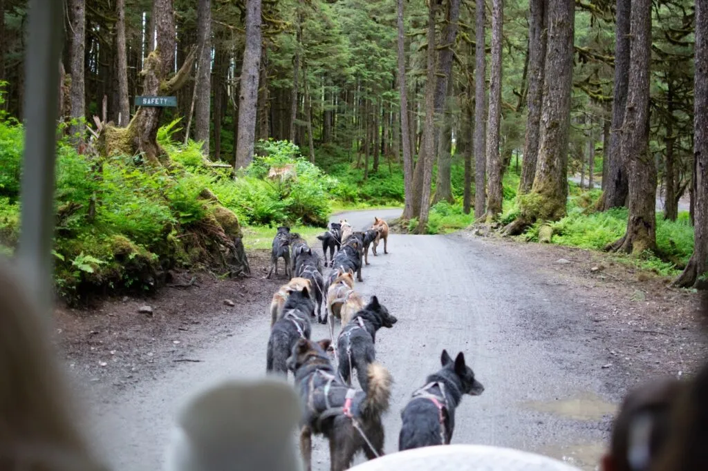 Hundspannstur under sommaren