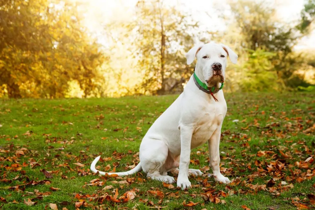 Dogo argentino med ståtlig mankhöjd