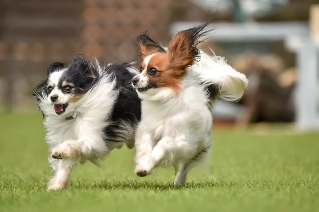 Papillonhund som får motion utomhus