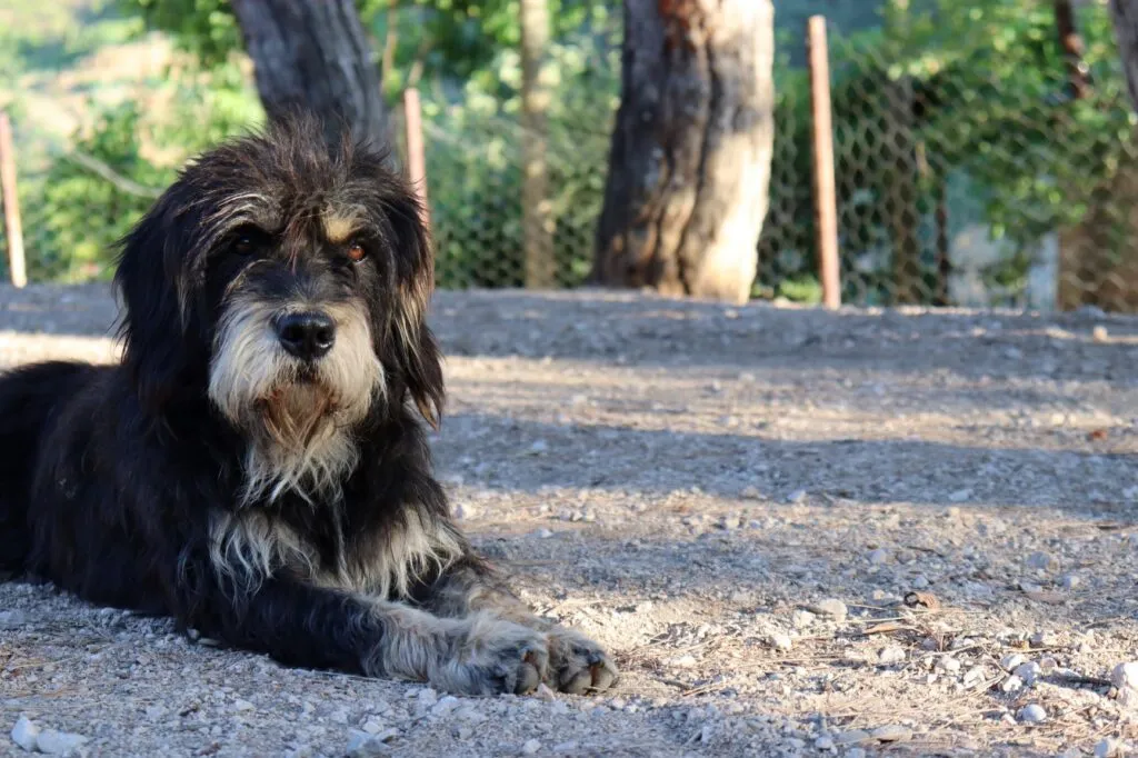 Bernedoodle med lurvig päls som kräver regelbunden pälsvård