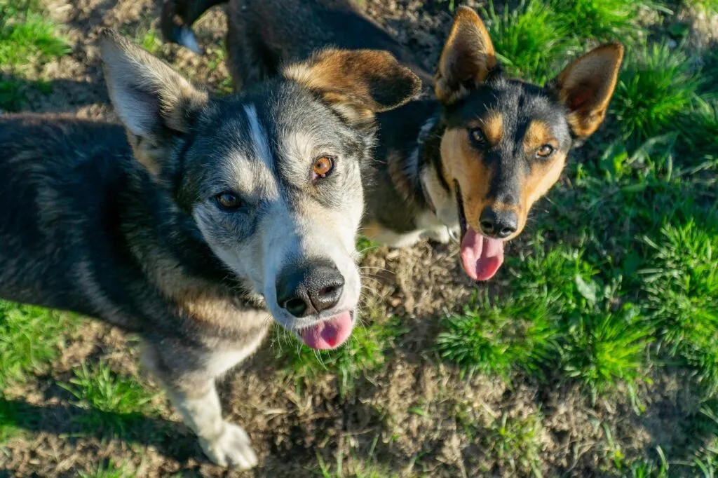 Olika varianter av alaskan husky