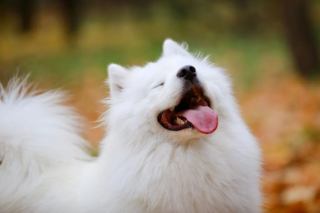 Leende samojedhund med uppåtböjda läppar