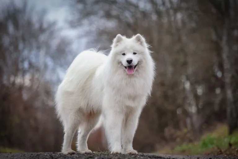 Samojedhund med tjock vit päls